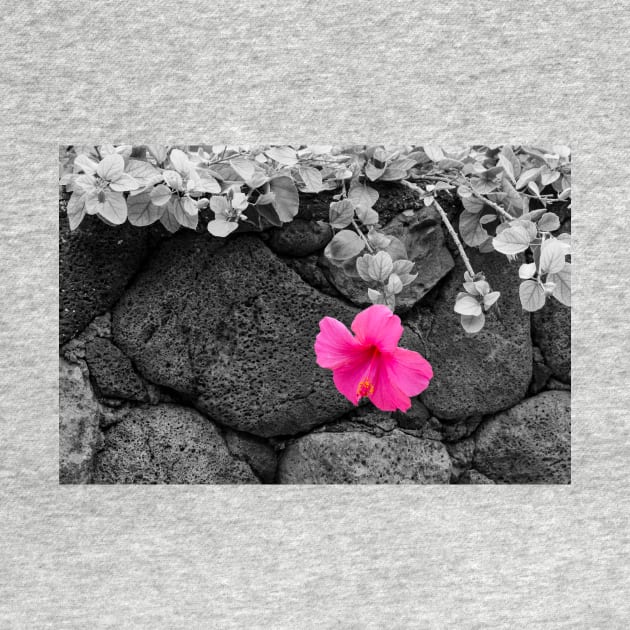 Pink Hibiscus on Lava Rock Wall by DebraCasey